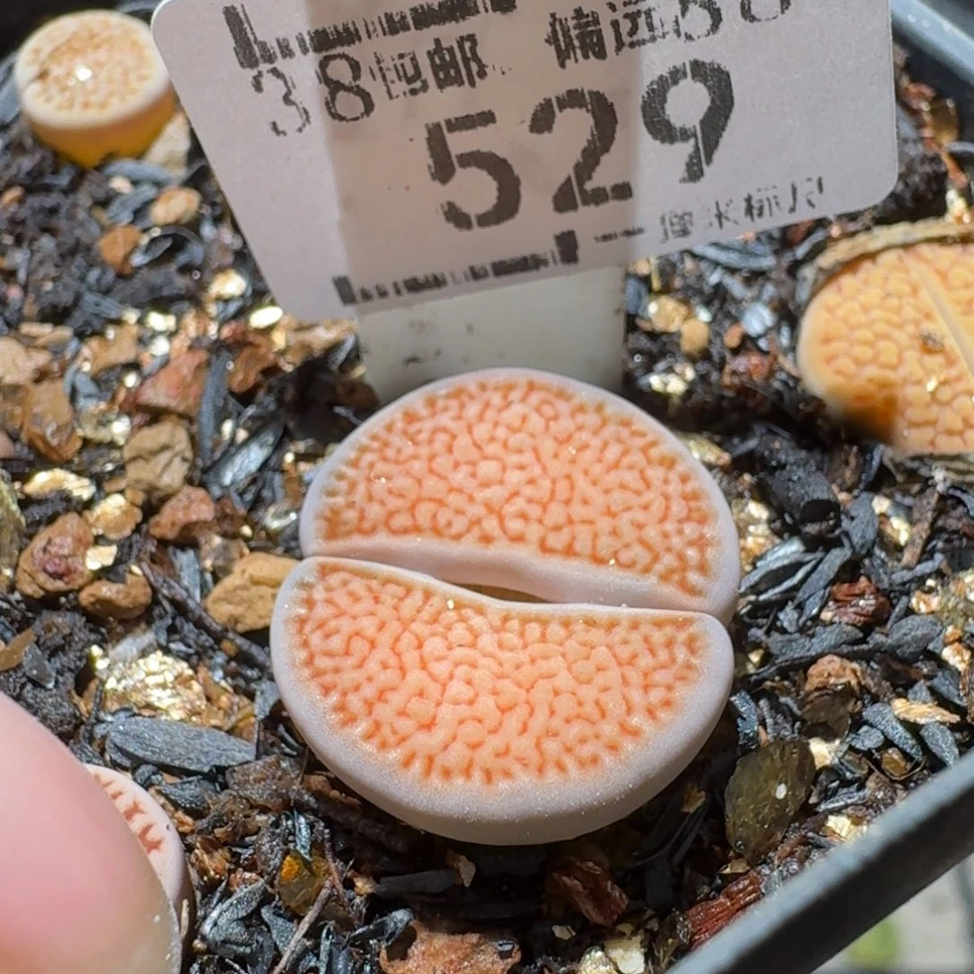 Sss新年福利福利529