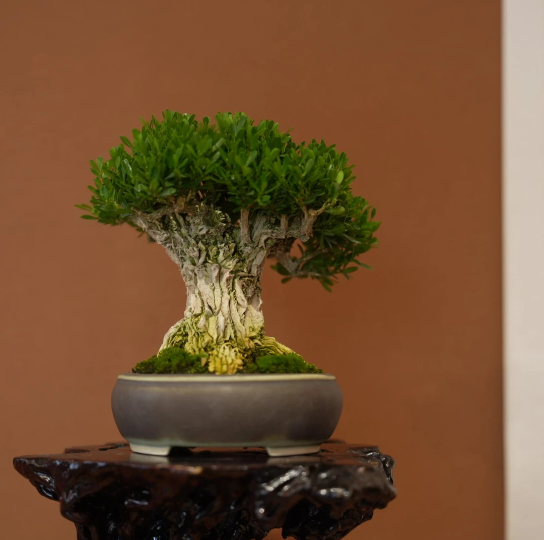 【美美精选】黄杨/老桩/办公室/精选盆景