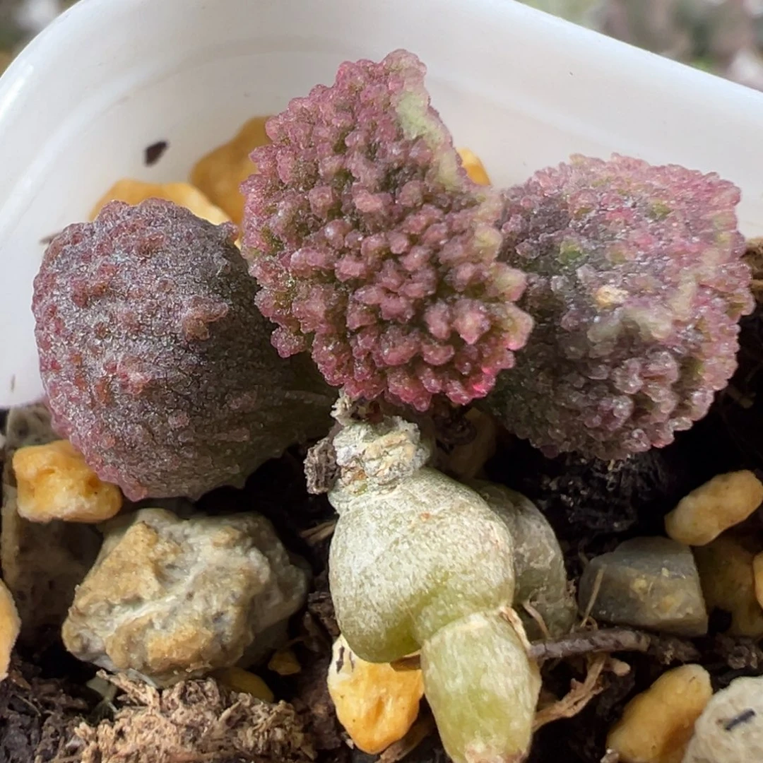 w粉色冰晶颗粒款实生新品