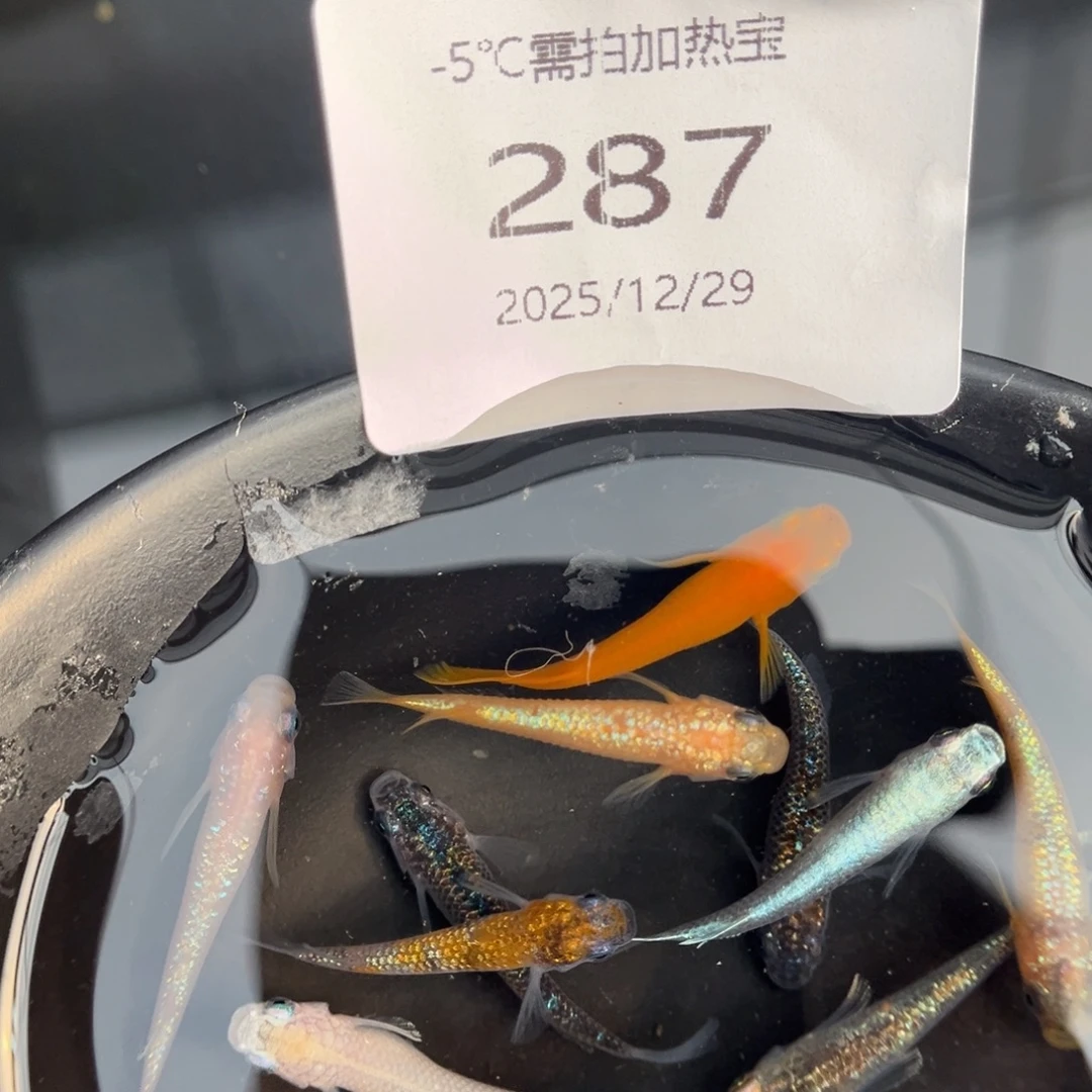 青鳉鱼287混搭10尾