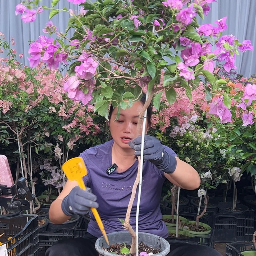 丝***z当前无花栽培后可以开花K28雪紫