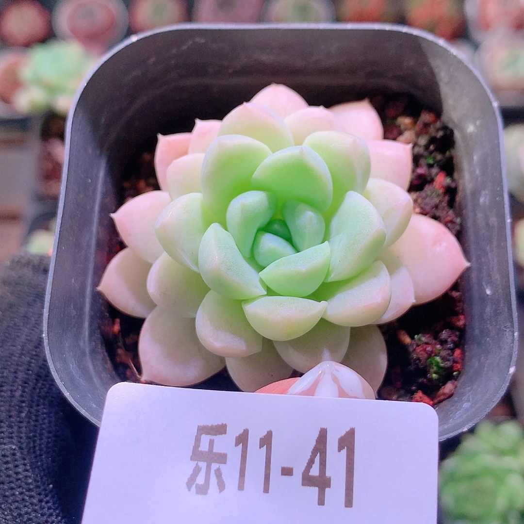 乐然11-41 奶油美人