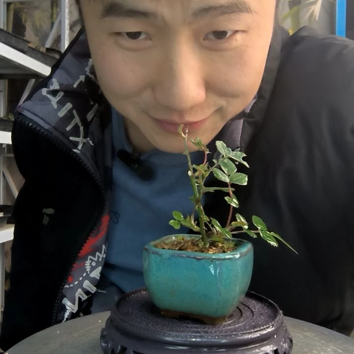 郑****上小盆景小植物一物一拍88
