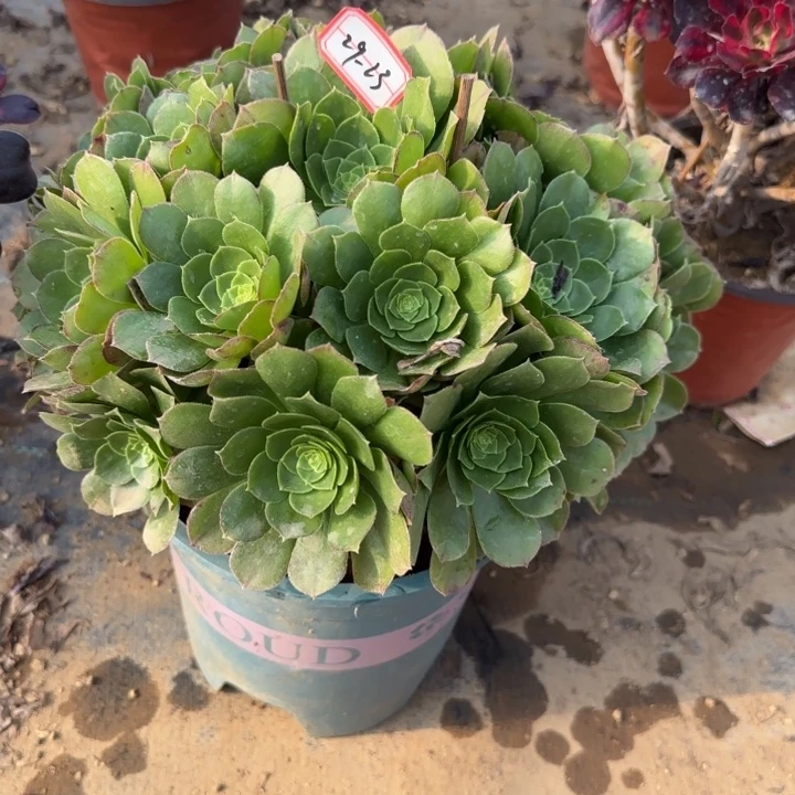 29-23万圣夜多肉不包售后