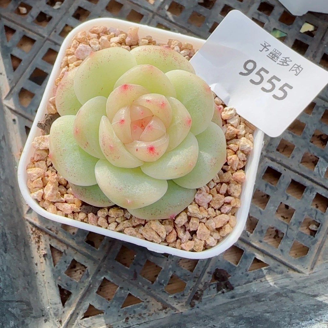 润玉珍妮，9555多肉植物
