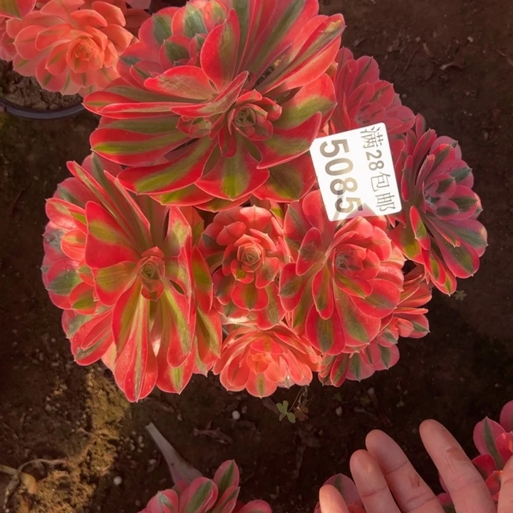 5085女巫多肉植物