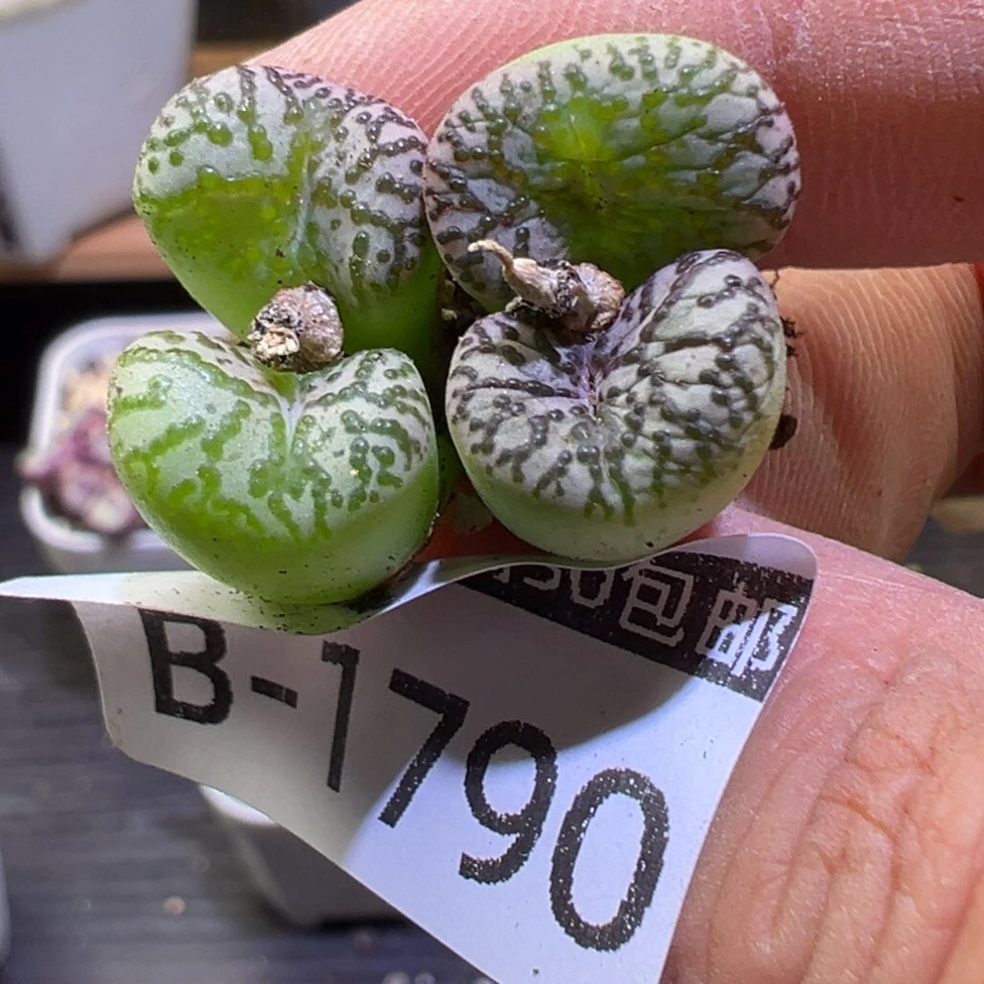 多肉植物111111111111