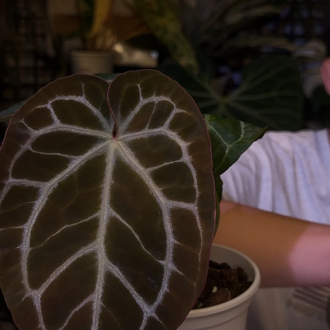 完全开放F100  粉脉撕裂纹