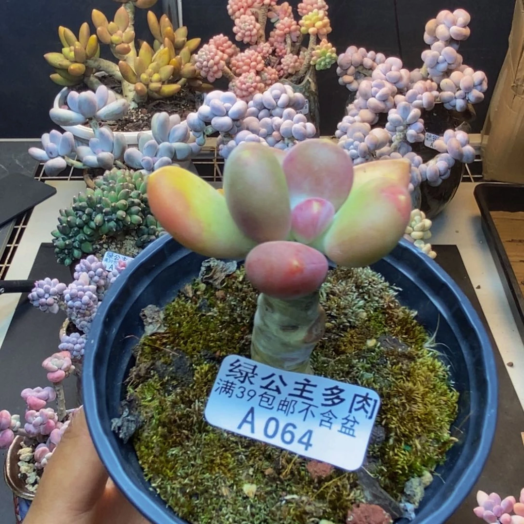 064芒果奶多肉4c m