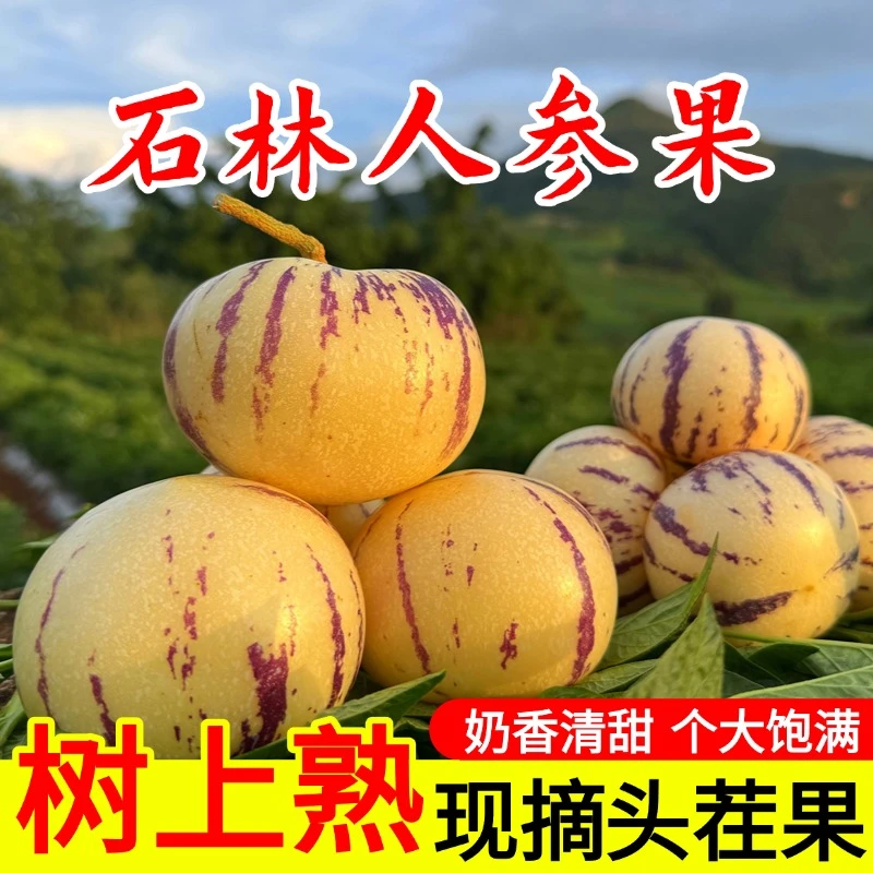 云南石林人参果整箱圆果新鲜当季黄肉黄心孕妇应季低糖便宜水果