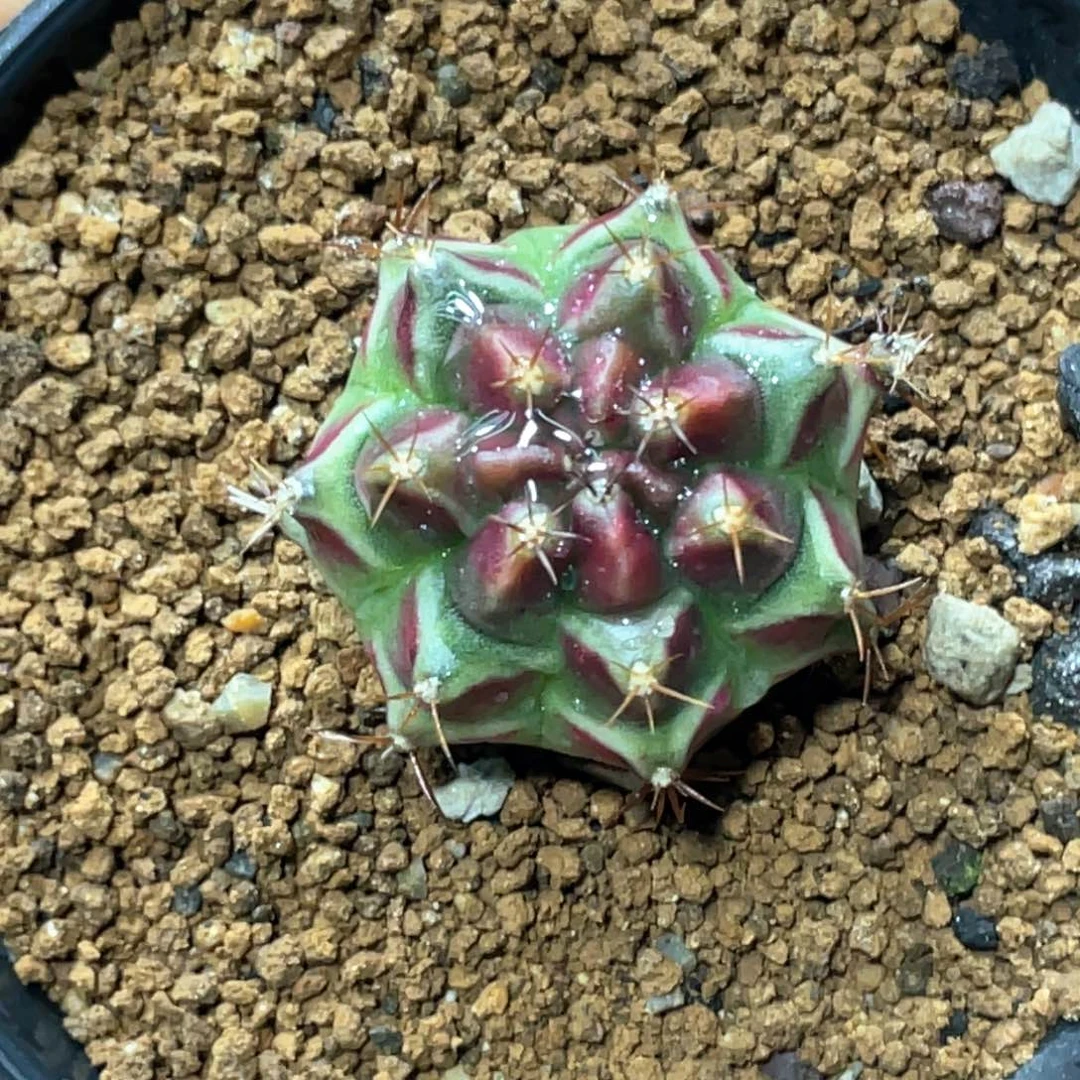 当前无花朵，栽培后可花朵粉红派