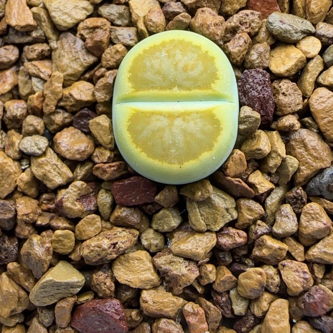 064 生石花大棚直播