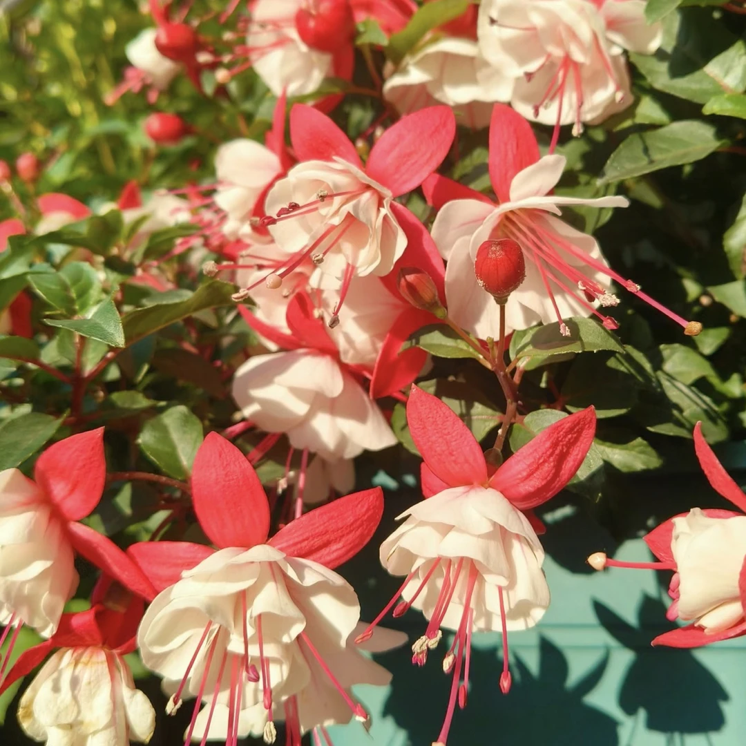 【白桃】倒挂金钟 室内养护 生花苞发货，不要换盆换土!!!