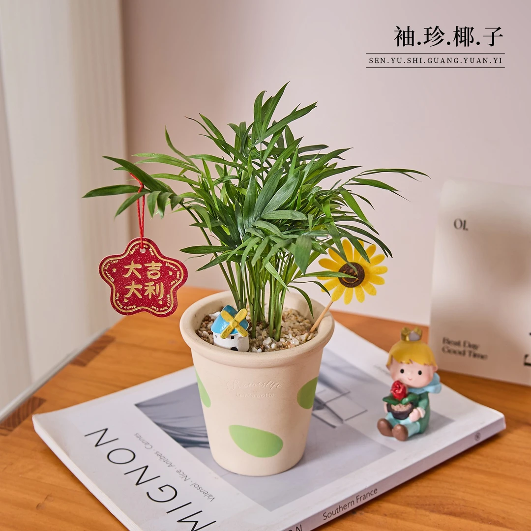 袖珍椰子盆栽卫生间桌面花卉绿植一帆风顺耐阴好养四季常青植物