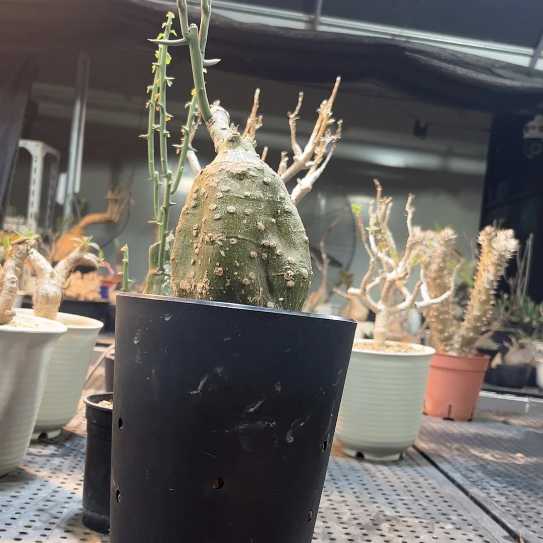 ?****1111111111111111111