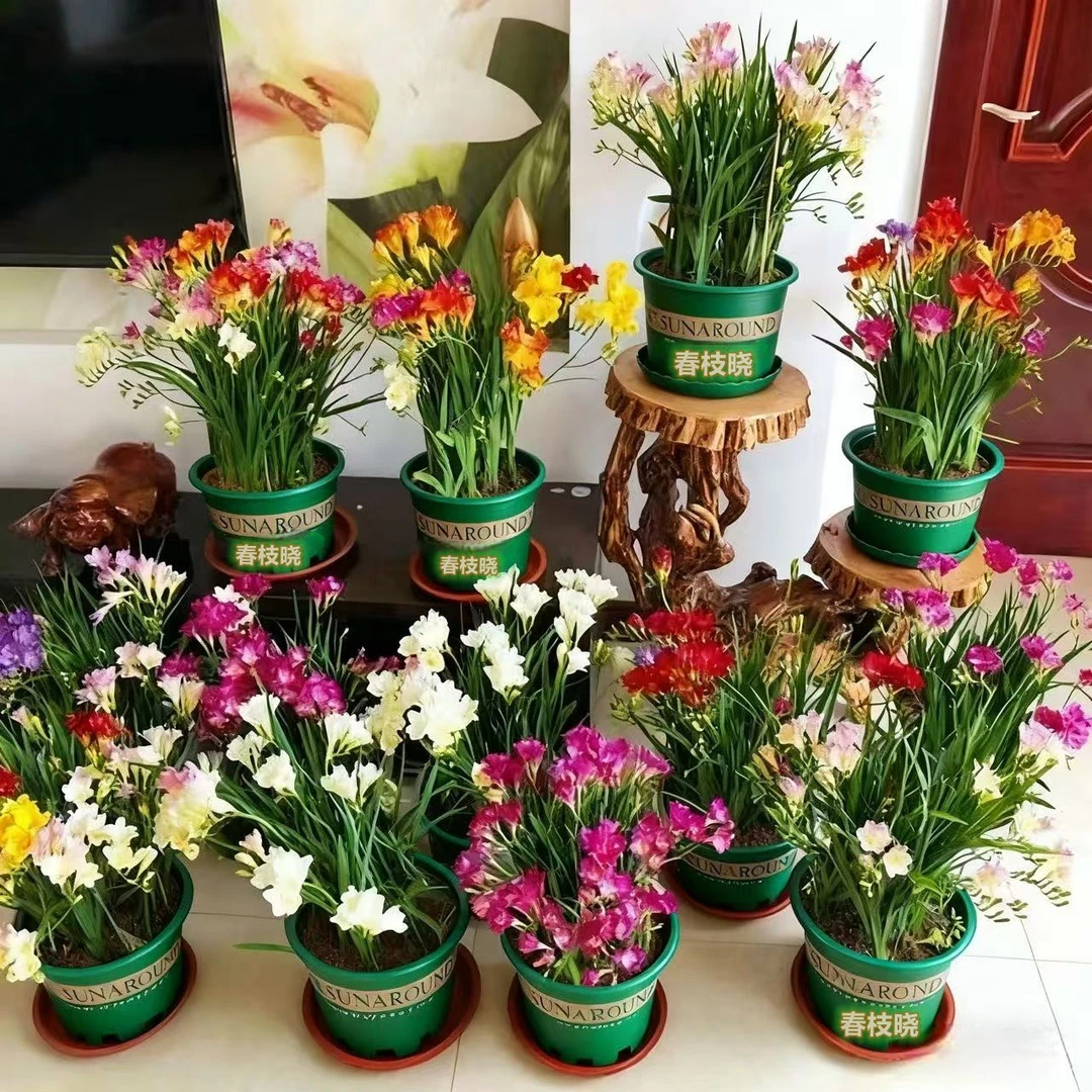 【带盆土栽好】香雪兰带芽种球小苍兰耐寒浓香盆栽室内花卉植物种子