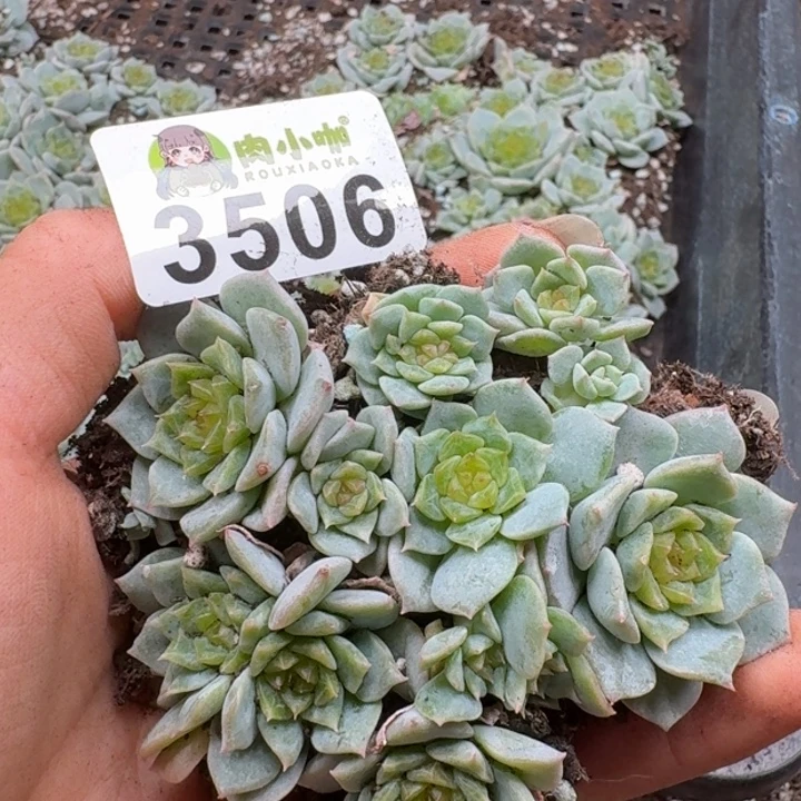 多肉植物多肉植物