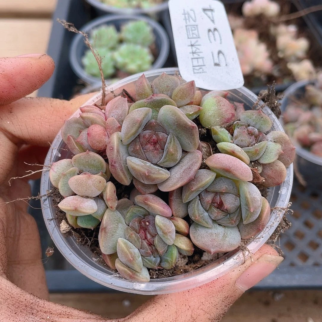 多肉植物多肉植物534