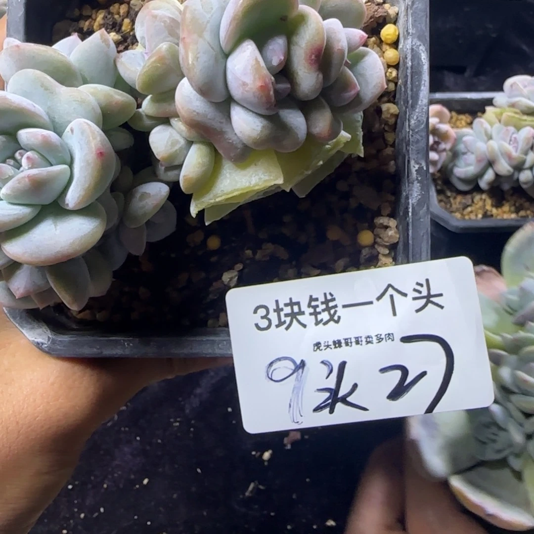 9头星影一物一拍掐心