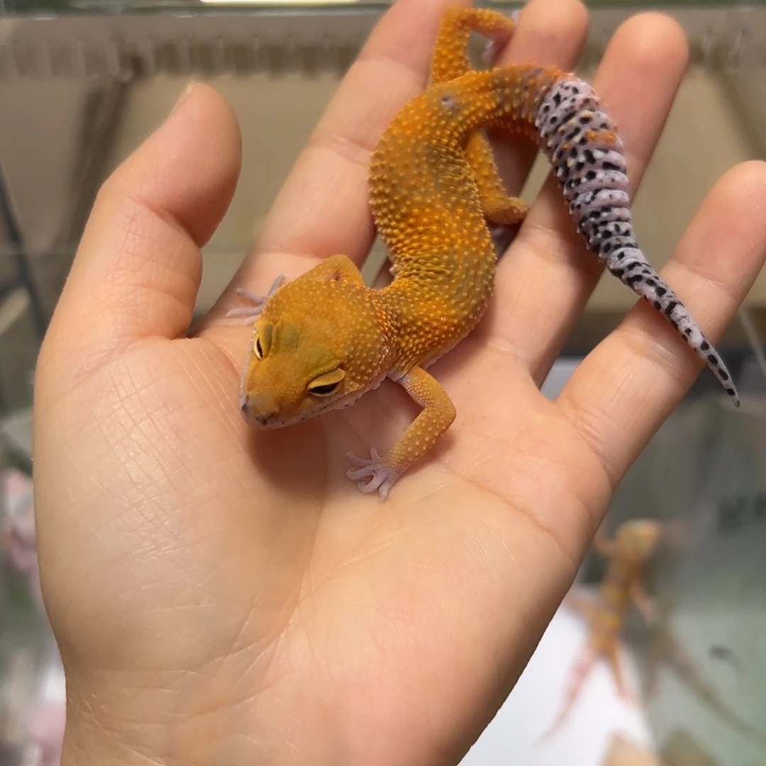 豹纹守宫豹纹守宫