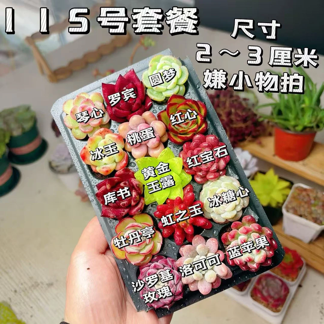 115号套餐带托盘种好多肉植物组合2-3厘米左右15