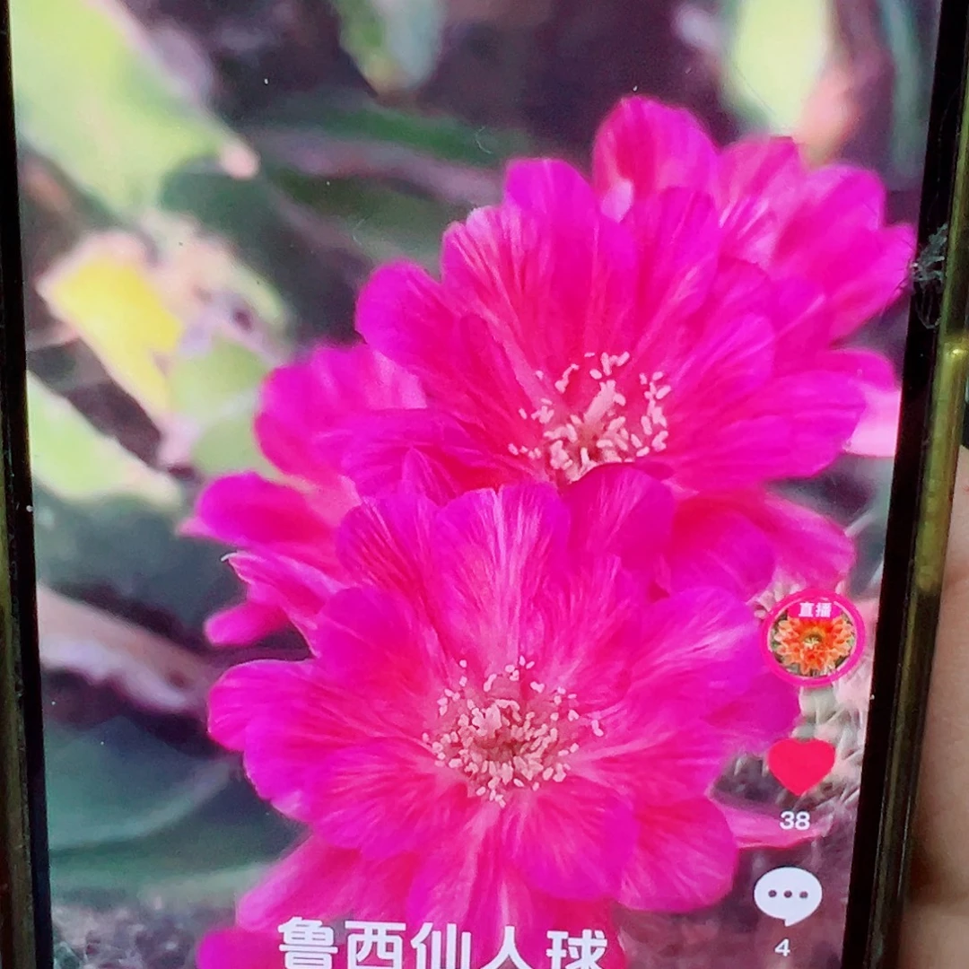 丽花 妩媚 侧芽 满 20包邮
