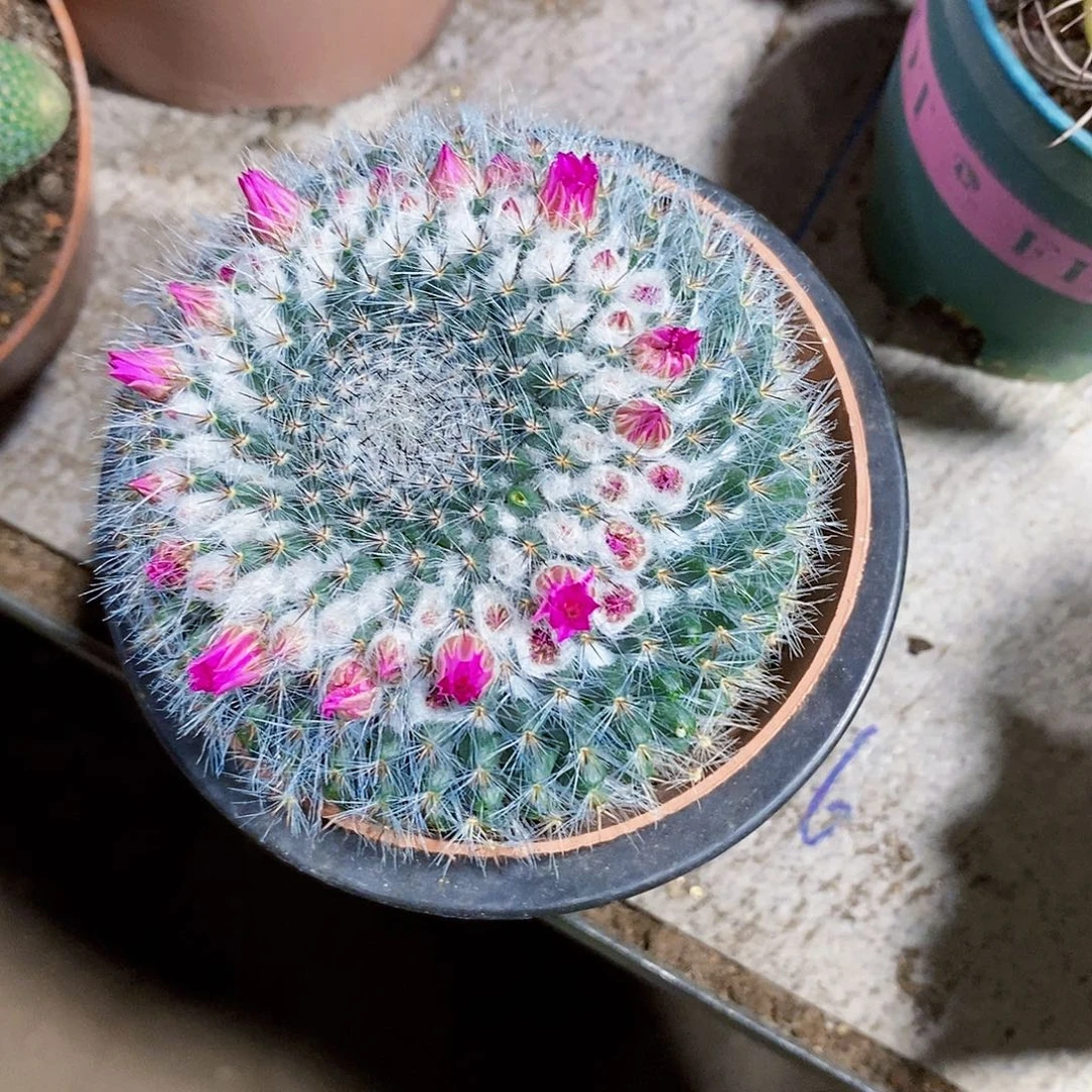 无花朵玉骨11111111111111111个