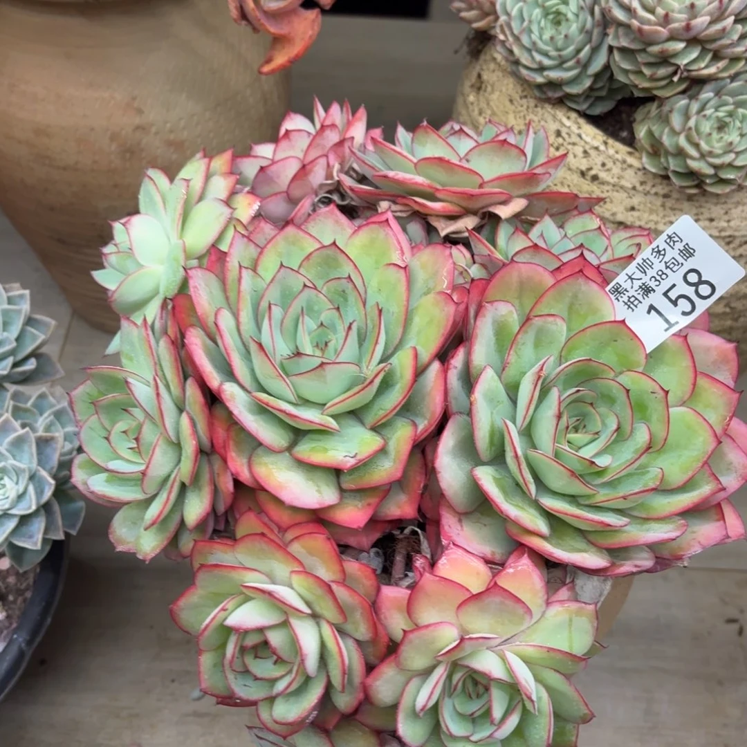 D***n黑大帅多肉牡丹亭158