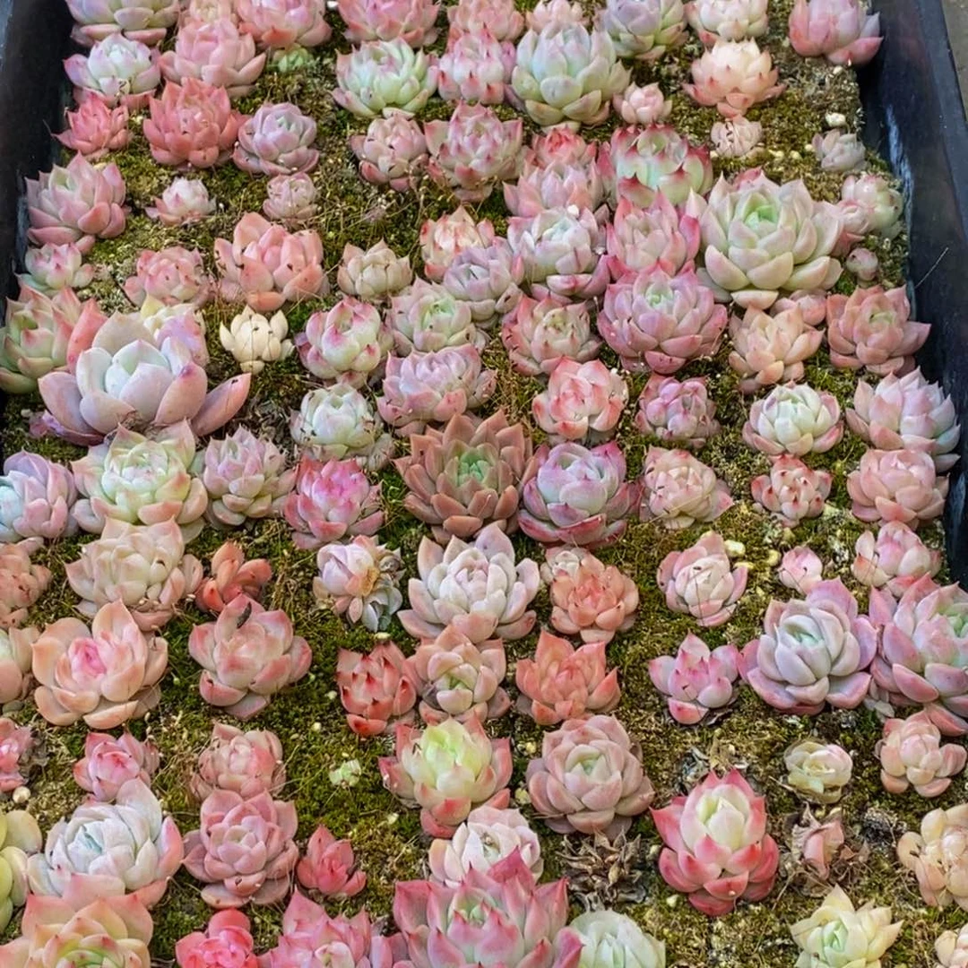 431多肉植物保护研究所