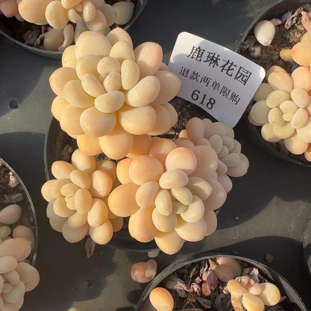 闪购精品多肉618号