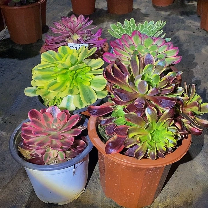 多肉植物法师翡翠163