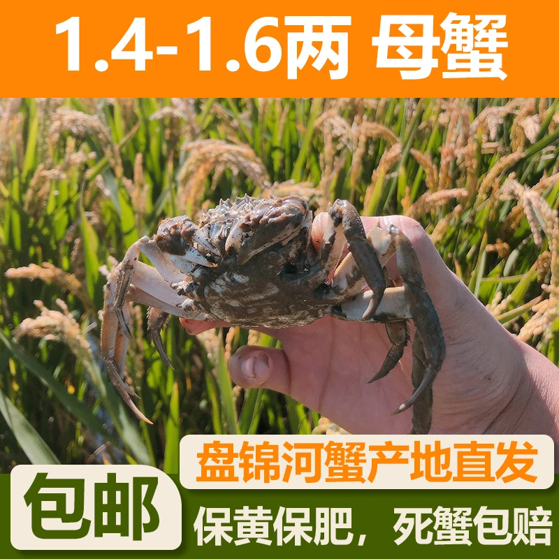 【全母活蟹】盘锦河蟹1.4-1.6两2斤/3斤 全母 顺丰快递 全国包邮