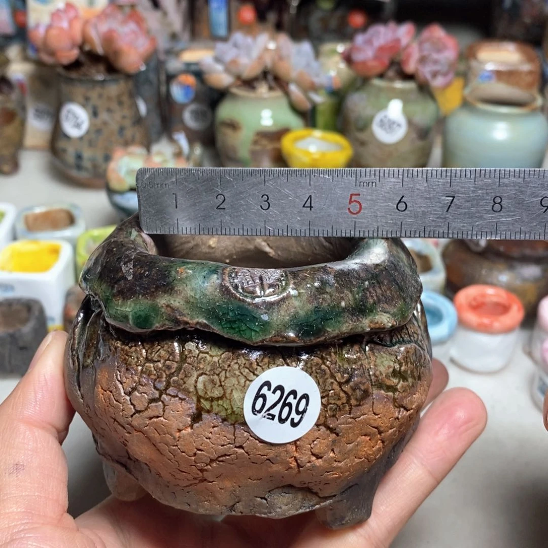 拍3送一个小礼物不含多肉