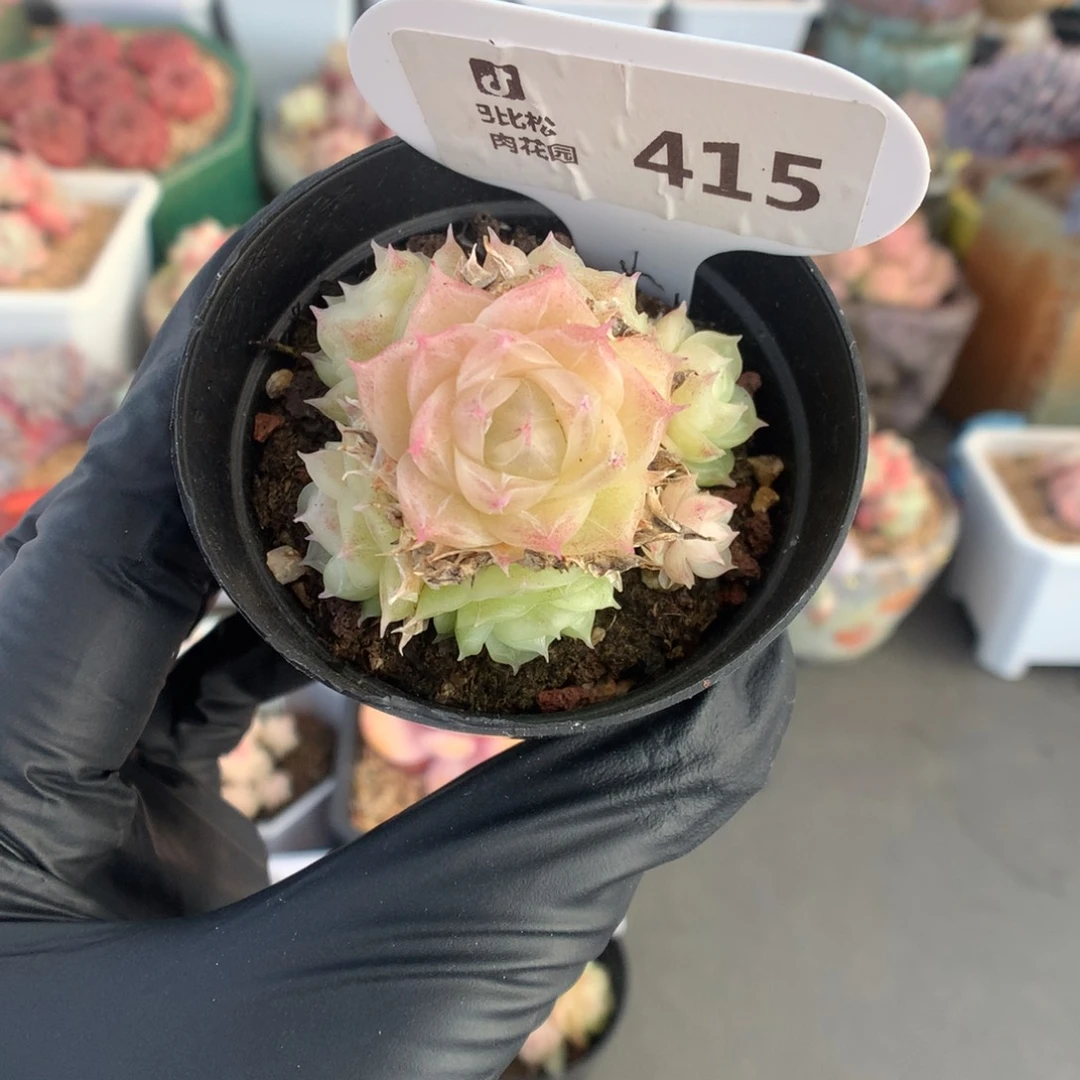 415 潘多拉多肉多肉