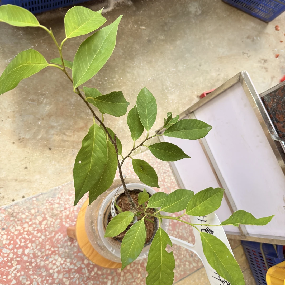 水培以色列红释迦，不怕根腐病，带水培盆发出