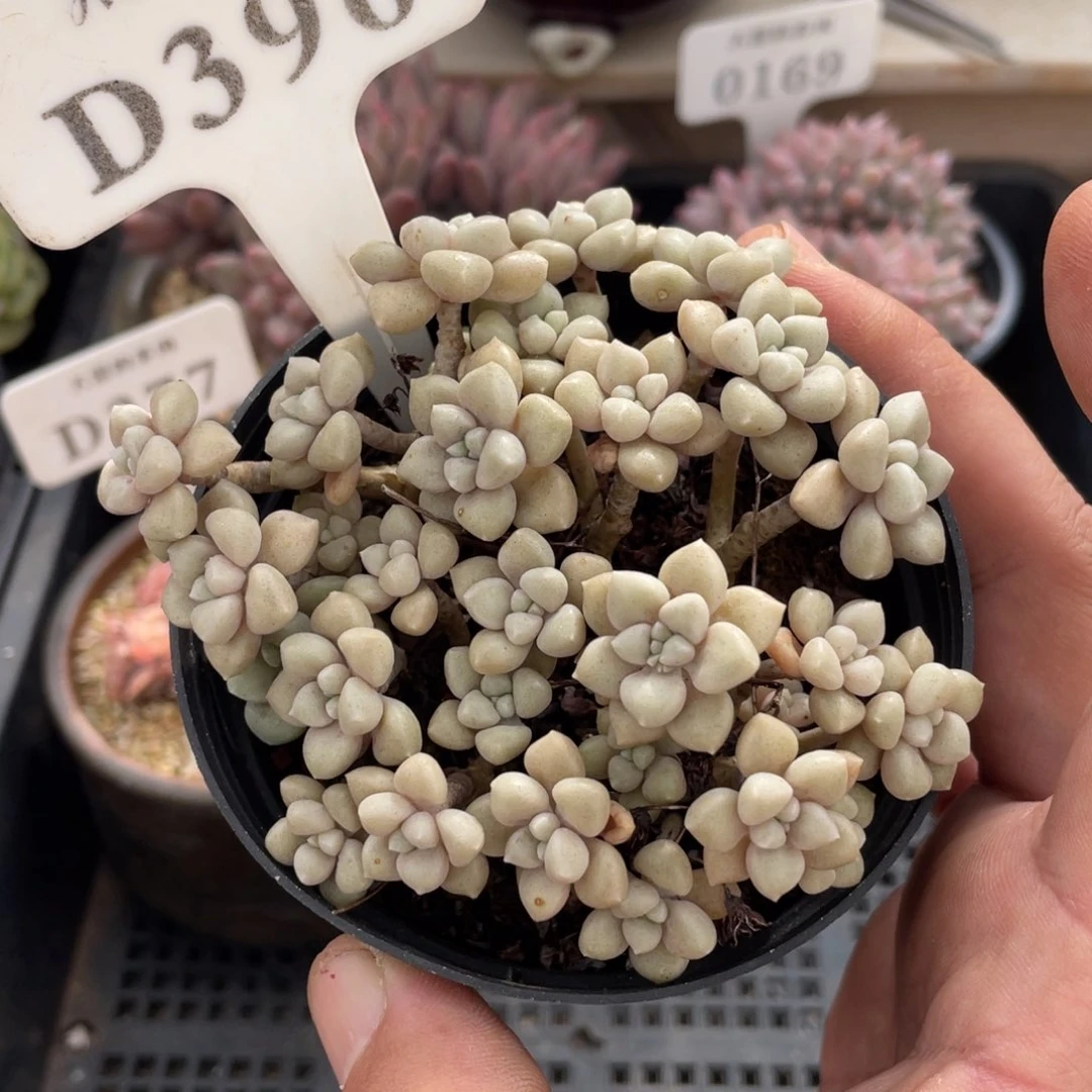 396姬秋丽带盆土不包整10厘米