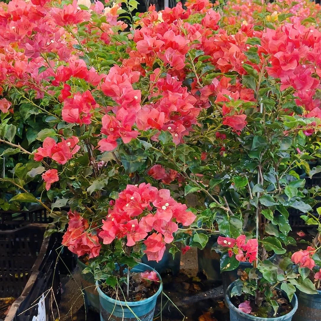 大部分花苞少量开放蒙娜丽莎红日落带竹一颗
