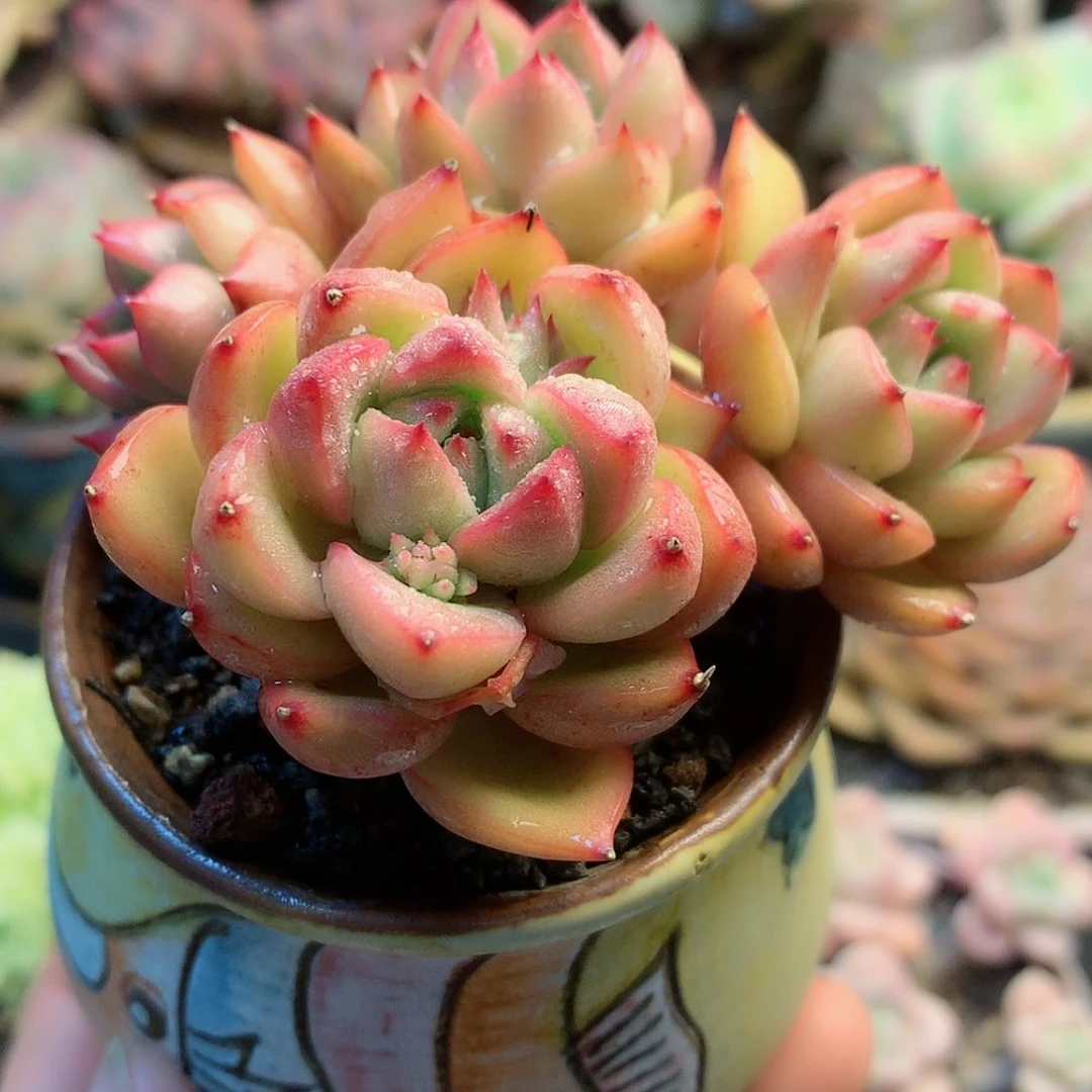 【闪购商品】暖*宝暖宝宝花