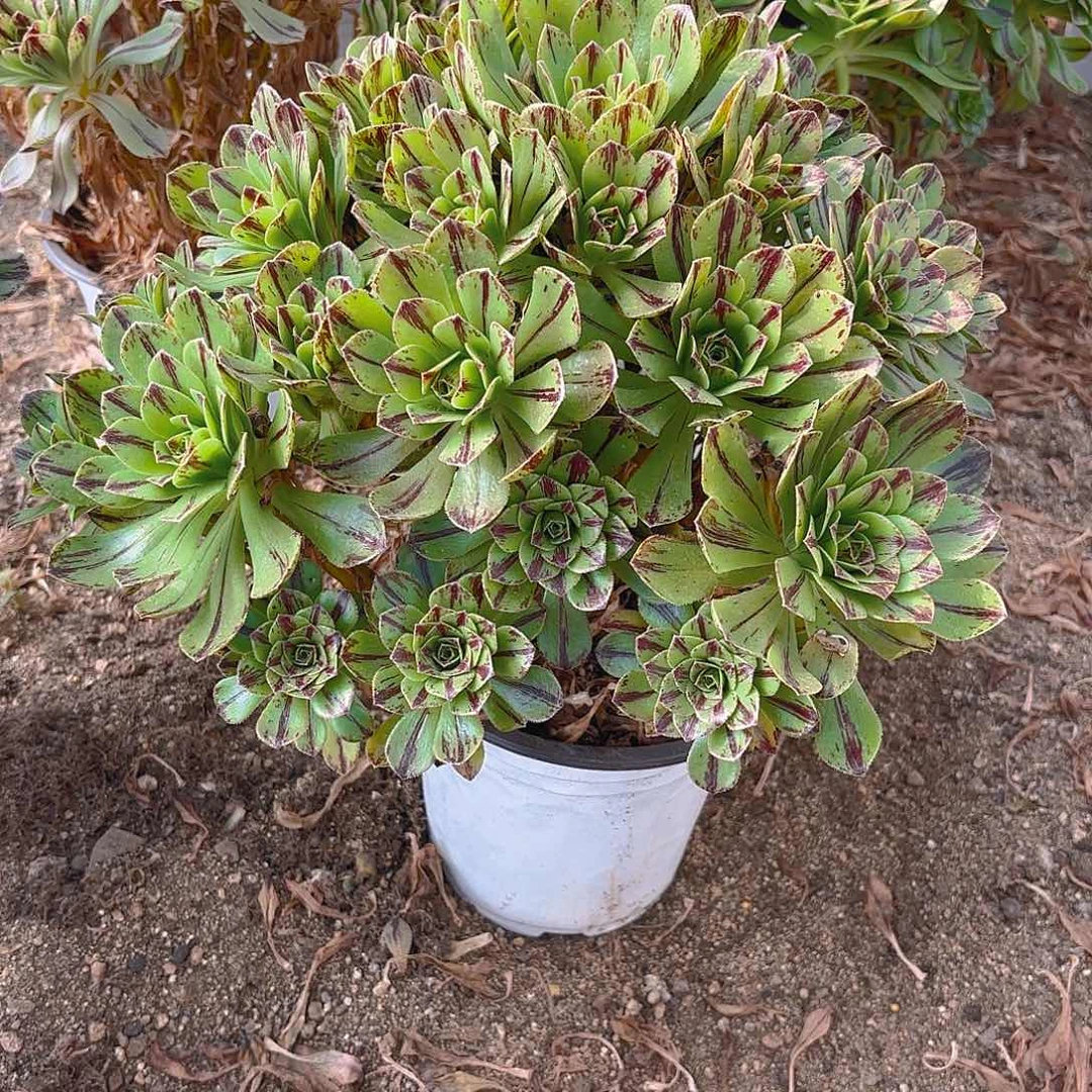 必火多肉植物二号