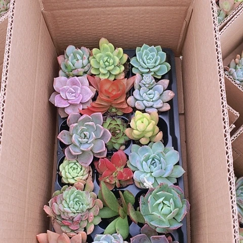 【闪购商品】798号多肉组合