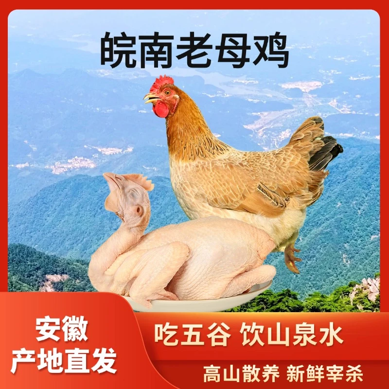 飞天凤 大别山散养老母鸡 深山散养土鸡 包冰率不含冰