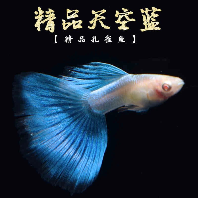 【天空蓝精品】孔雀鱼苗观赏鱼小鱼热带淡水好养耐活小型凤尾鱼