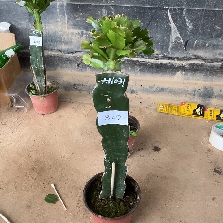 完全开放802AN031