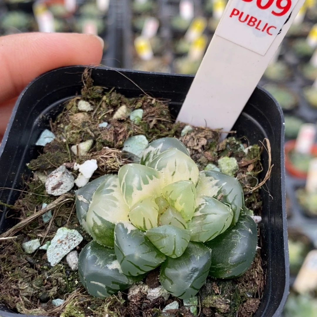 309号糊斑趋势水中月玉露锦