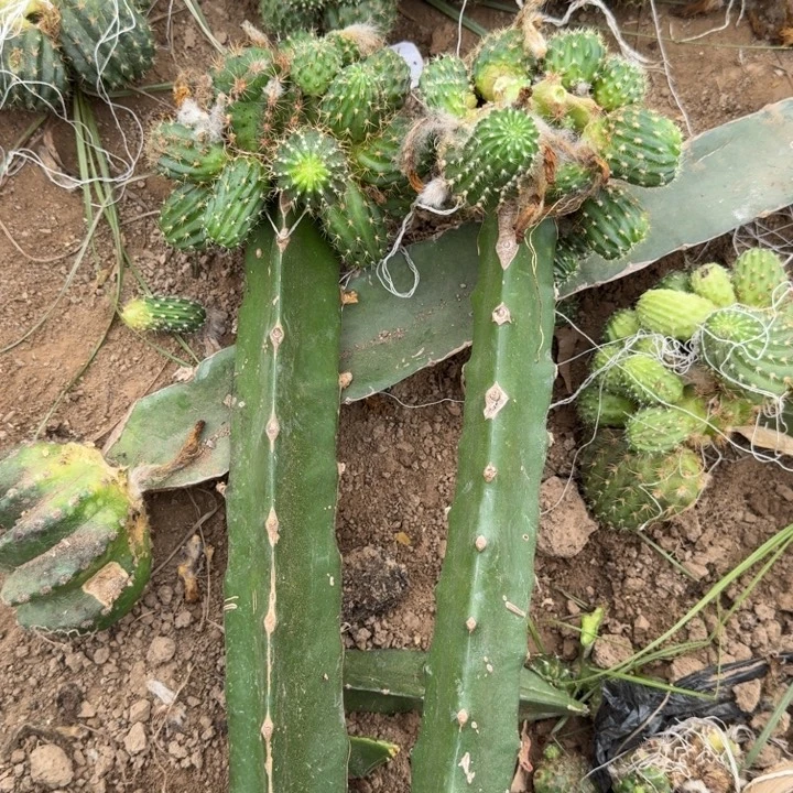 326嫁接丽花修根发货斑2个掰过侧牙