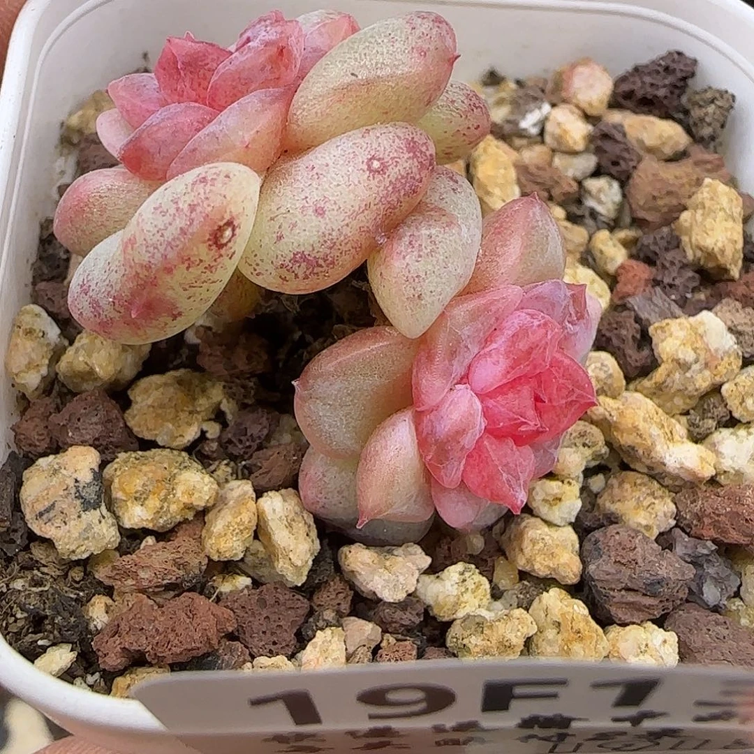 137石化双头【满29包邮非偏远】