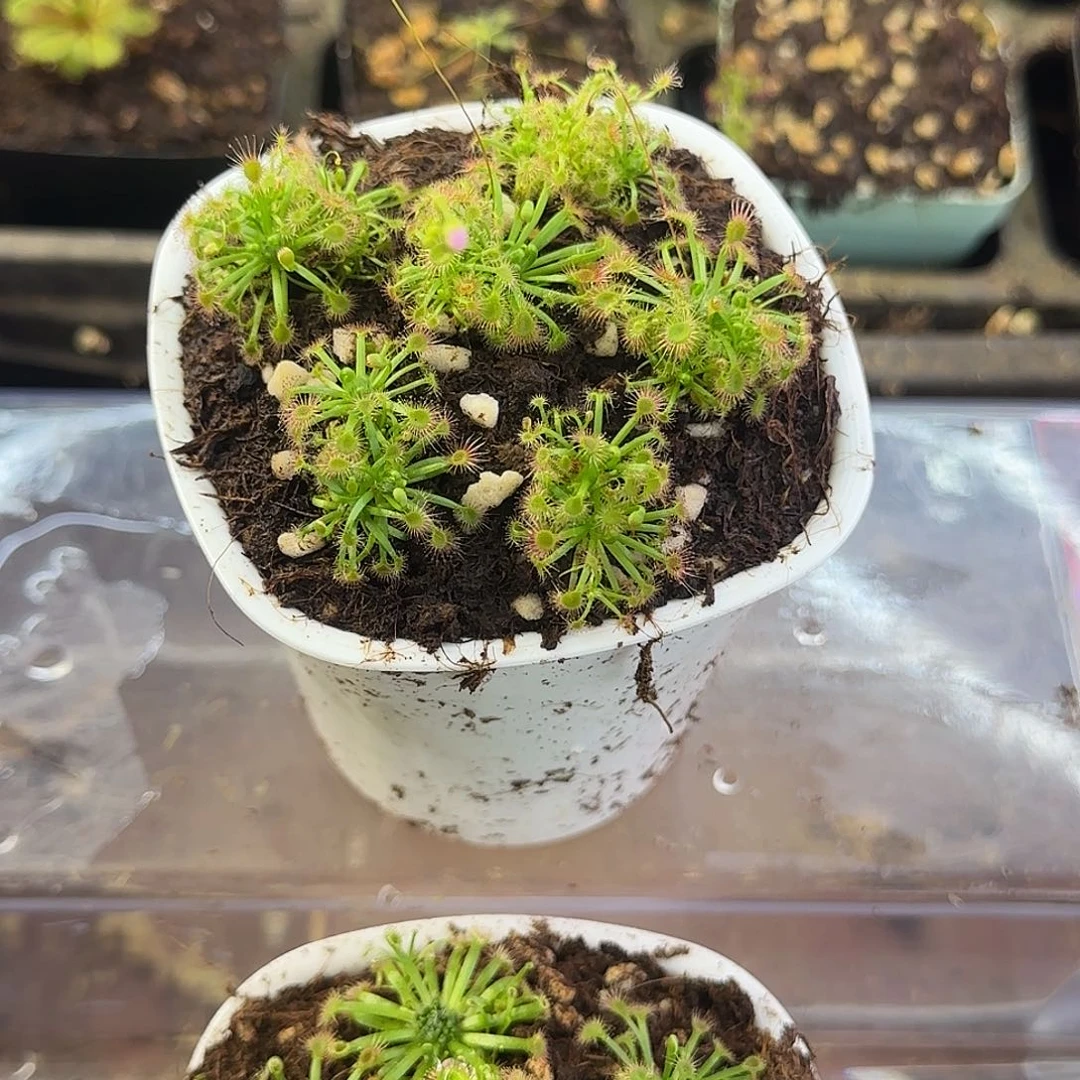 完全开放芳香迷你茅