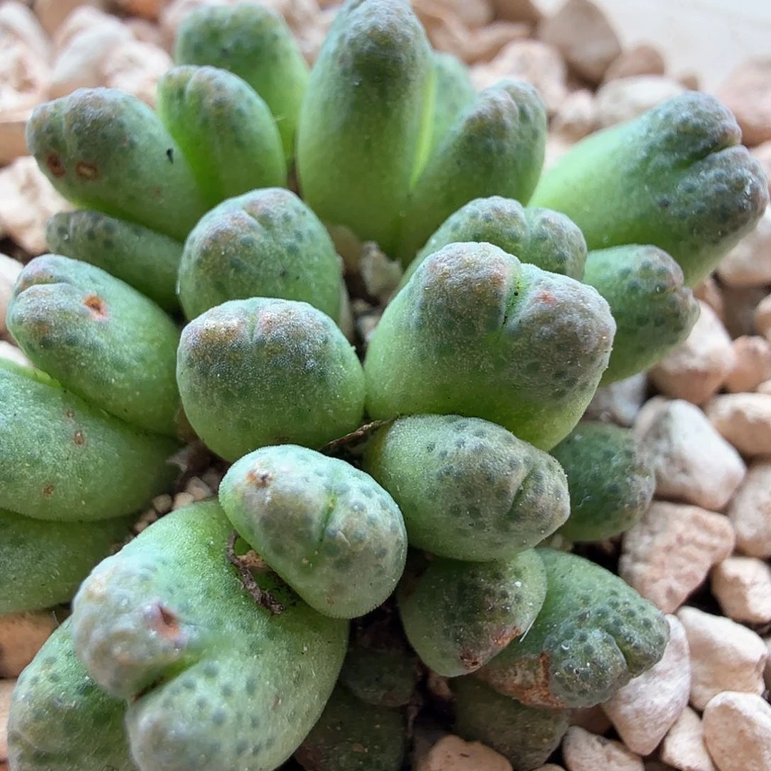 1.19.89/捧花母本侏儒斑马/多肉植物