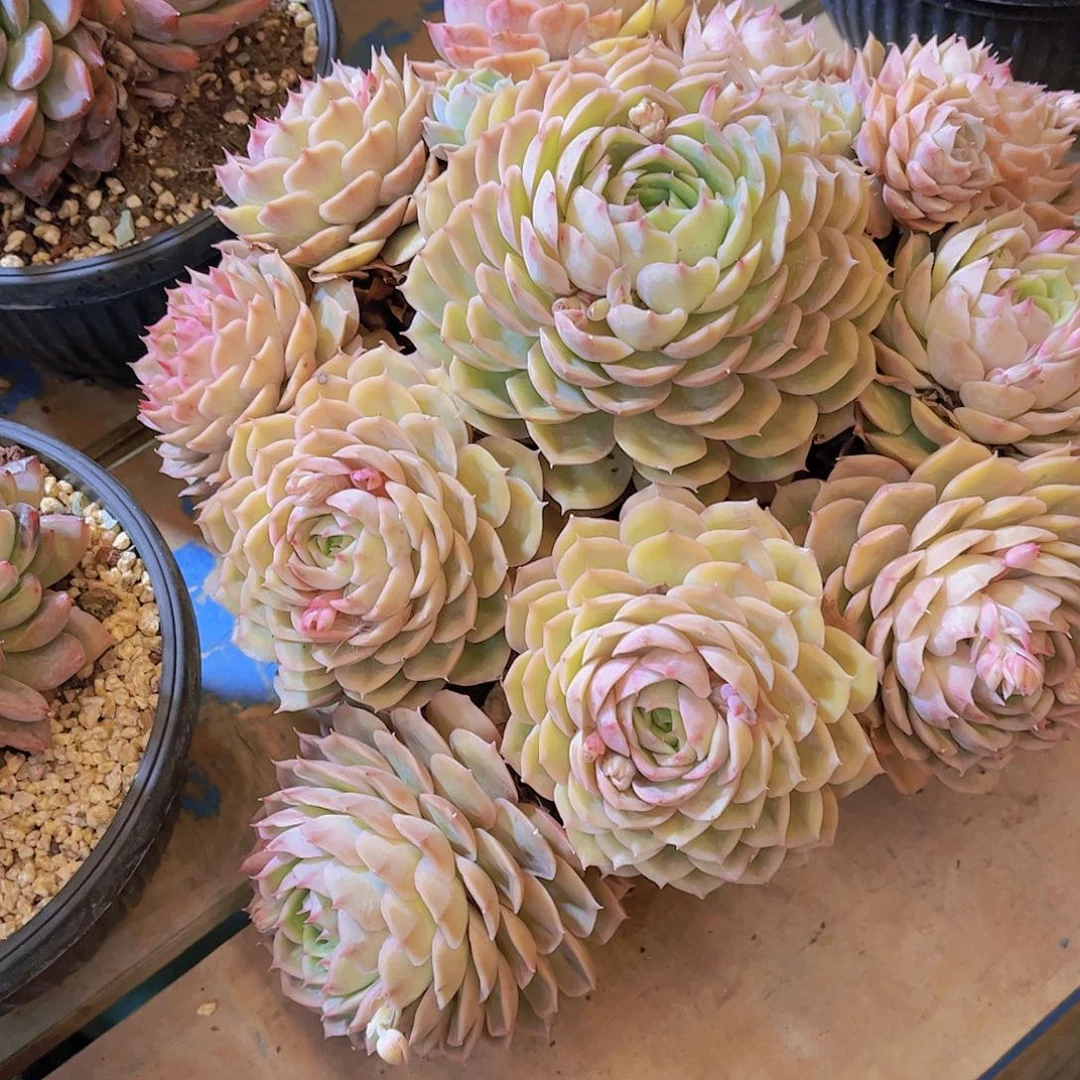 无铅玻璃爱*多肉植物保护研究所所长