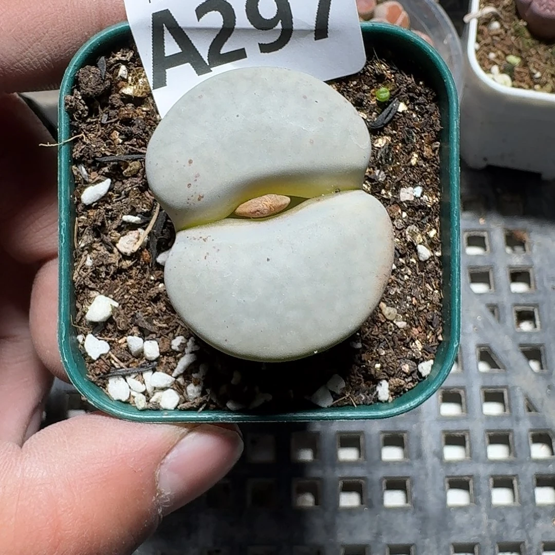 297 多肉植物多肉植物